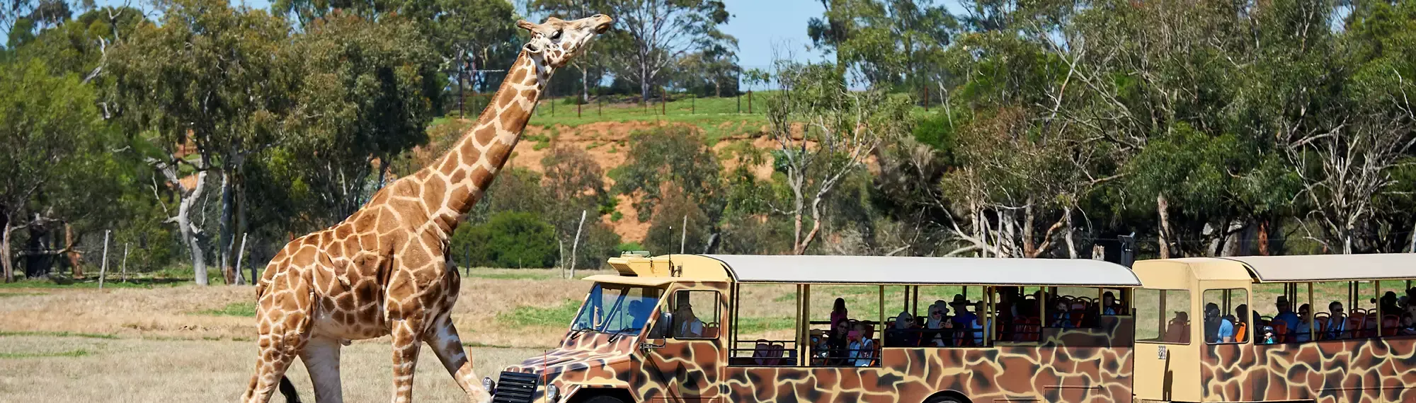 Giraffe standing right next to a Safari Bus covered in giraffe print.