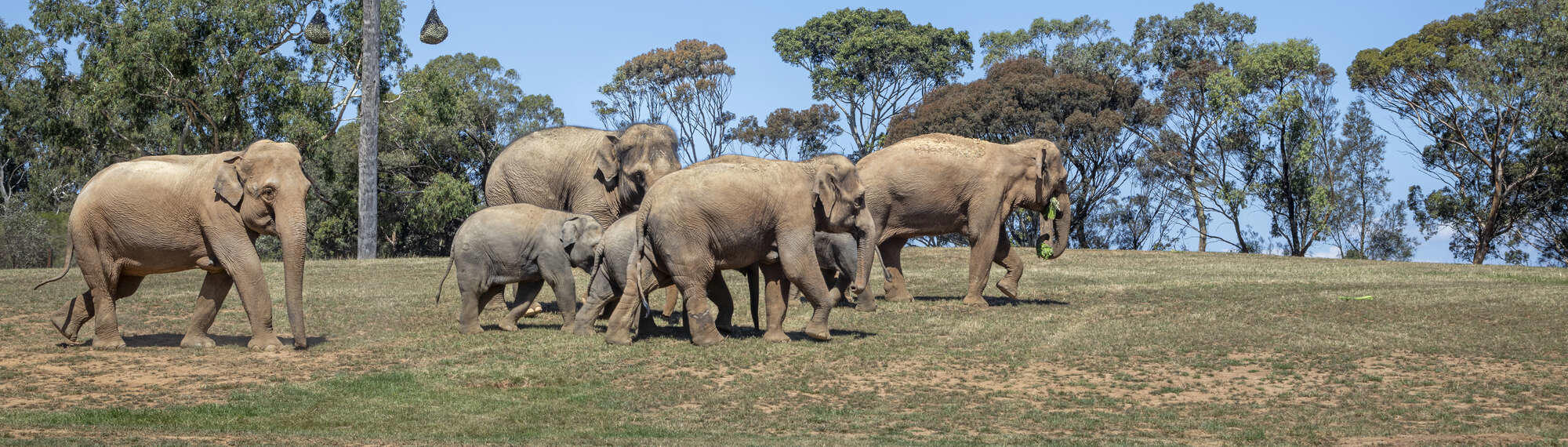 Seven Asian Elephants pacing right through their new Elephant Trail habitat, one holding browse in their trunk.