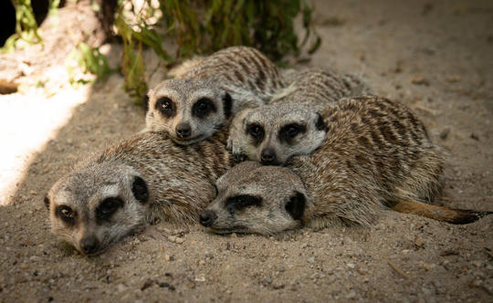 Meerkats relaxing together on a warm day