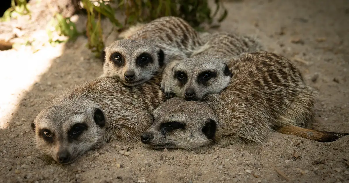 Zoos Victoria Zoos Victoria Adult Gift Membership