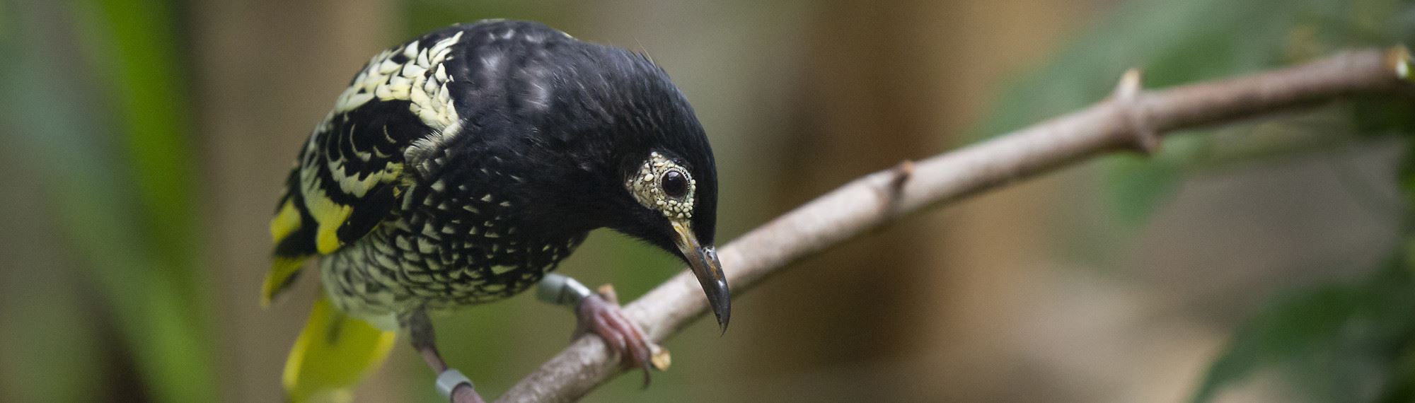 Regent Honeyeater bird on a branch looking down; mostly black with yellow speckles.