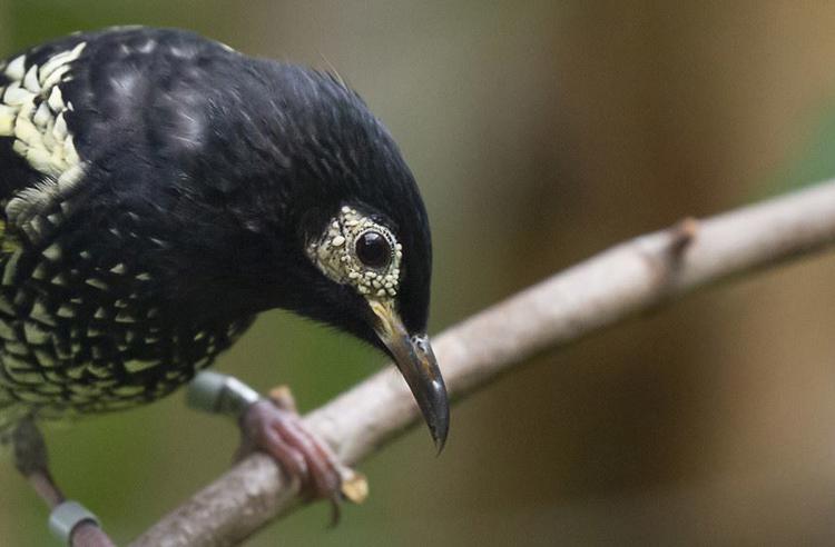 Regent Honeyeater bird on a branch looking down; mostly black with yellow speckles.