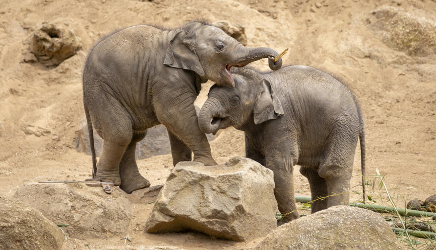 Two Asian Elephant calves are playing on sand. They are touching with their trunks.
