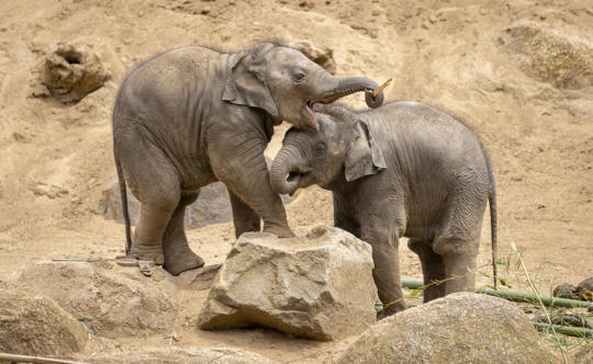 Two Asian Elephant calves are playing on sand. They are touching with their trunks.
