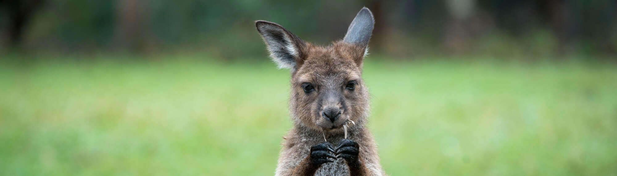 A kangaroo holding a leaf and chewing on it