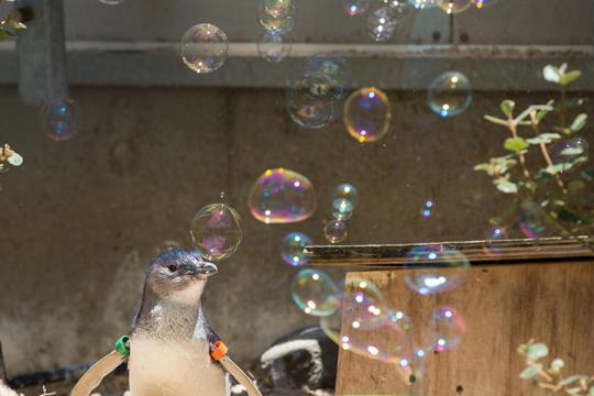 A penguin surrounded by bubbles