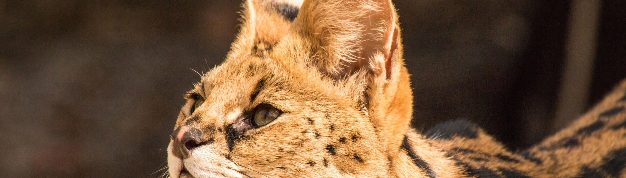 A Serval, with large ears and green eyes, looks upwards and faces side on to the camera.