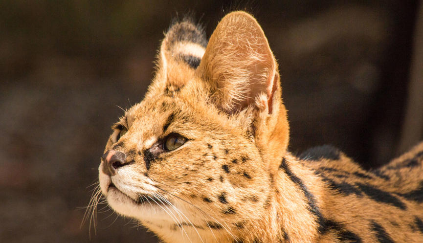 A Serval, with large ears and green eyes, looks upwards and faces side on to the camera.