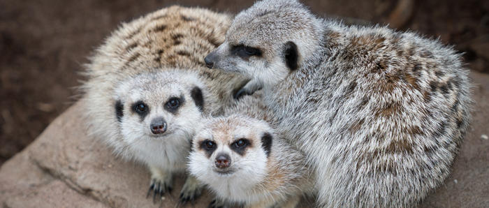 Meerkat Family At Melbourne Zoo