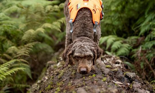 Brown, curly-haired dog in orange vest walking along a log and sniffing the bark