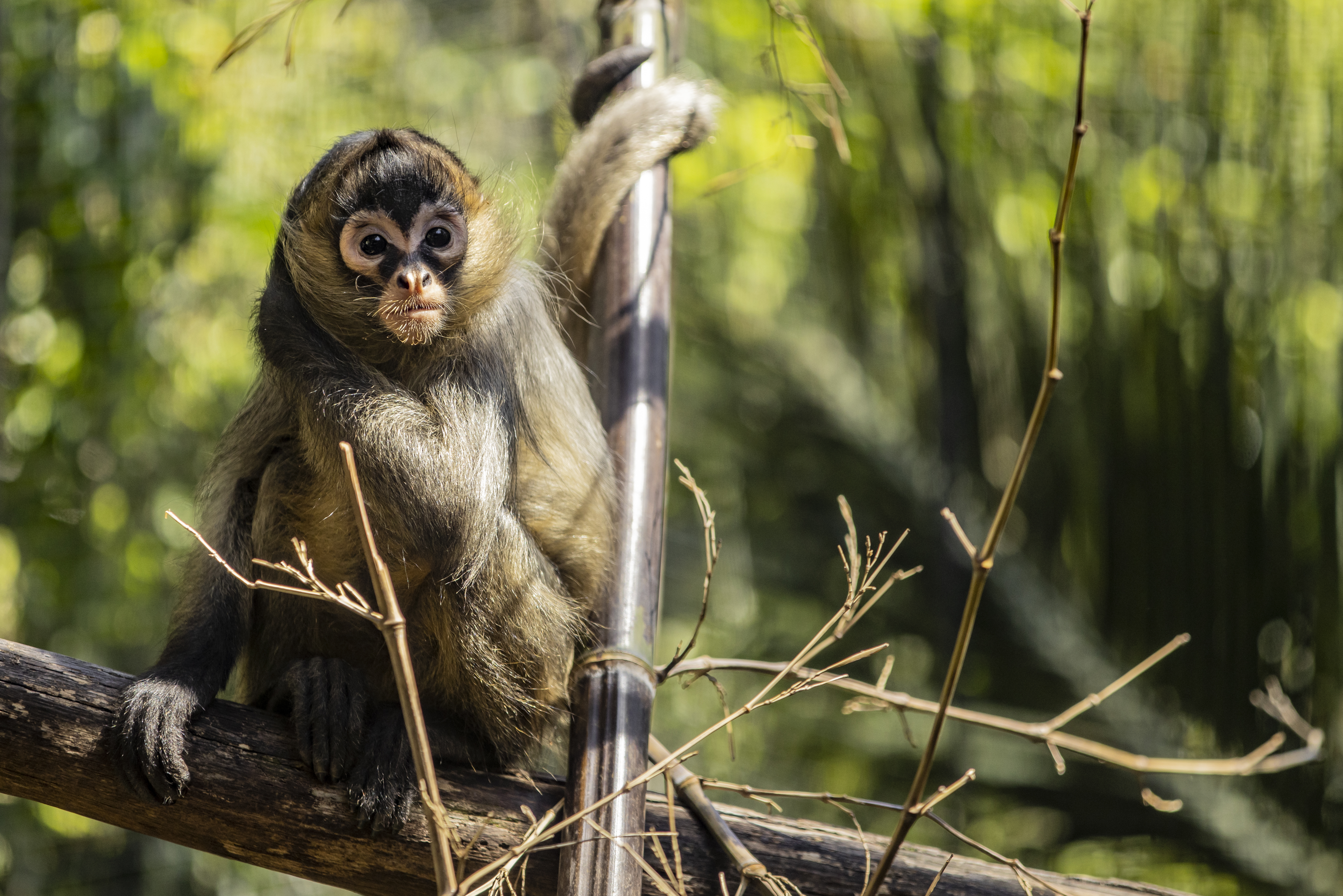 Young Black-handed Spider-monkey, sitting facing camera.