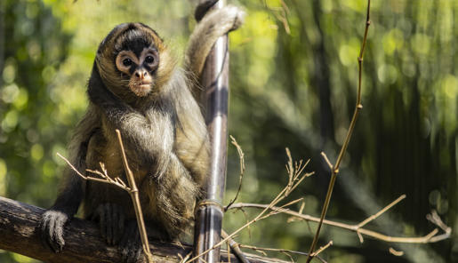 Young Black-handed Spider-monkey, sitting facing camera.