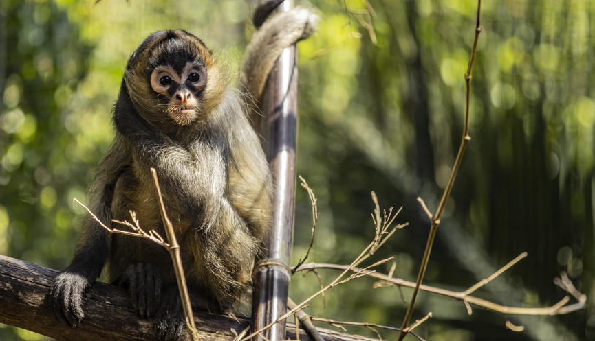 Young Black-handed Spider-monkey, sitting facing camera.
