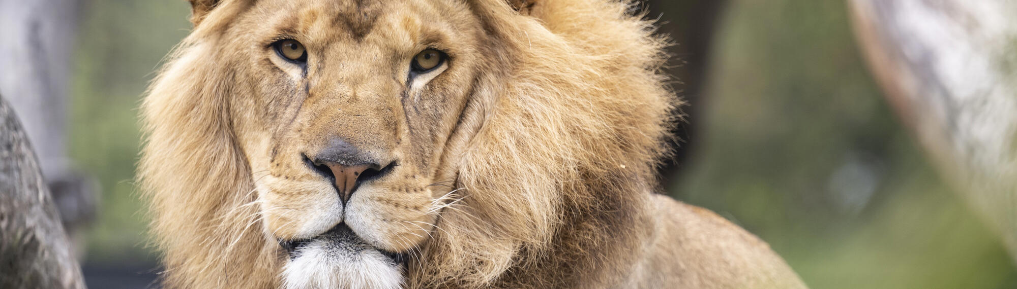 Close up of a male Lion lying down, looking directly straight.