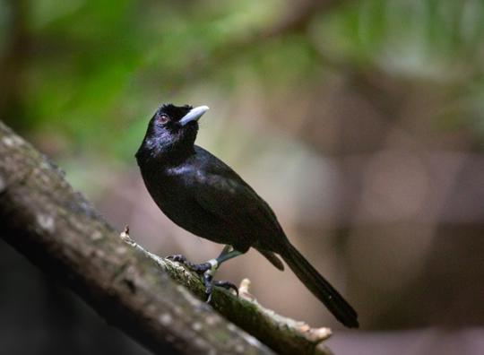 Fatu Hiva Monarch (Bird) perched on small branch, facing left (right of frame).