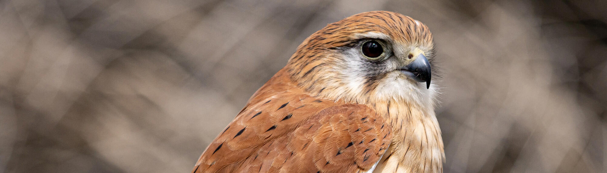 Close-up view of a Nankeen Kestrel from chest high up, with brown feathers with black speckles on the wings, black eyes and beak.
