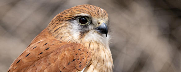 Close-up view of a Nankeen Kestrel from chest high up, with brown feathers with black speckles on the wings, black eyes and beak.