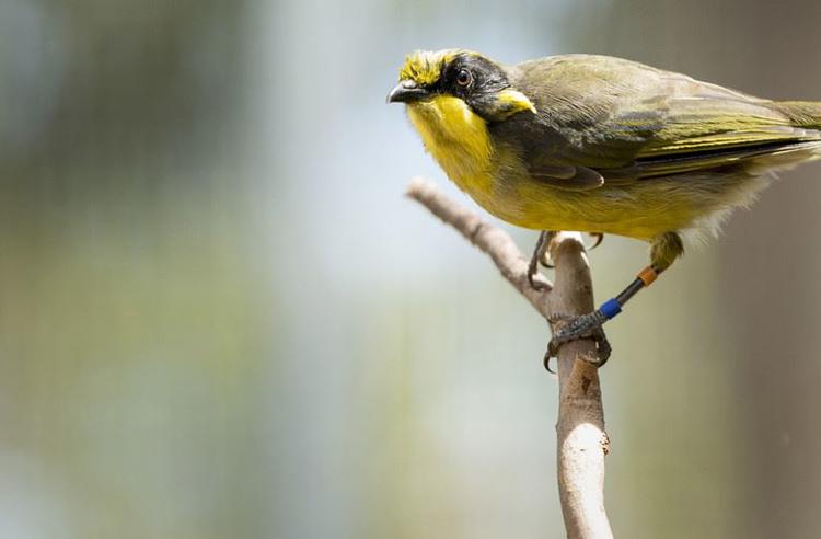 Juvenile Helmeted Honeyeater perching on a tree branch; possessing a striking yellow colour with black and olive.