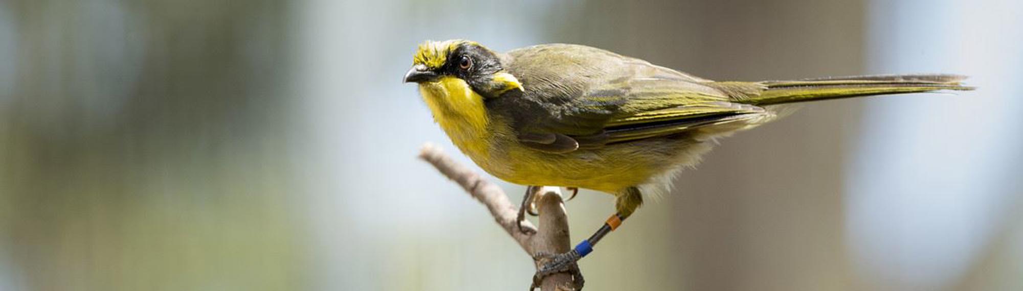 Juvenile Helmeted Honeyeater perching on a tree branch. It is a striking yellow colour with black and olive.