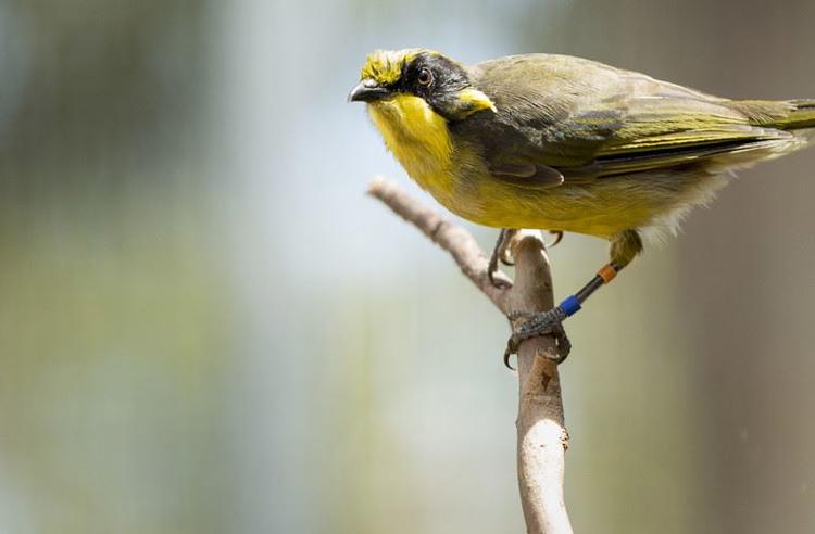 Juvenile Helmeted Honeyeater perching on a tree branch. It is a striking yellow colour with black and olive.