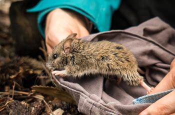 Side view of a Pookila mouse being released from a bag onto the ground by two human hands