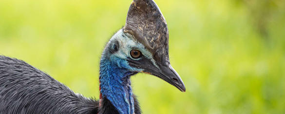 Close-up of Southern Cassowary, facing right.