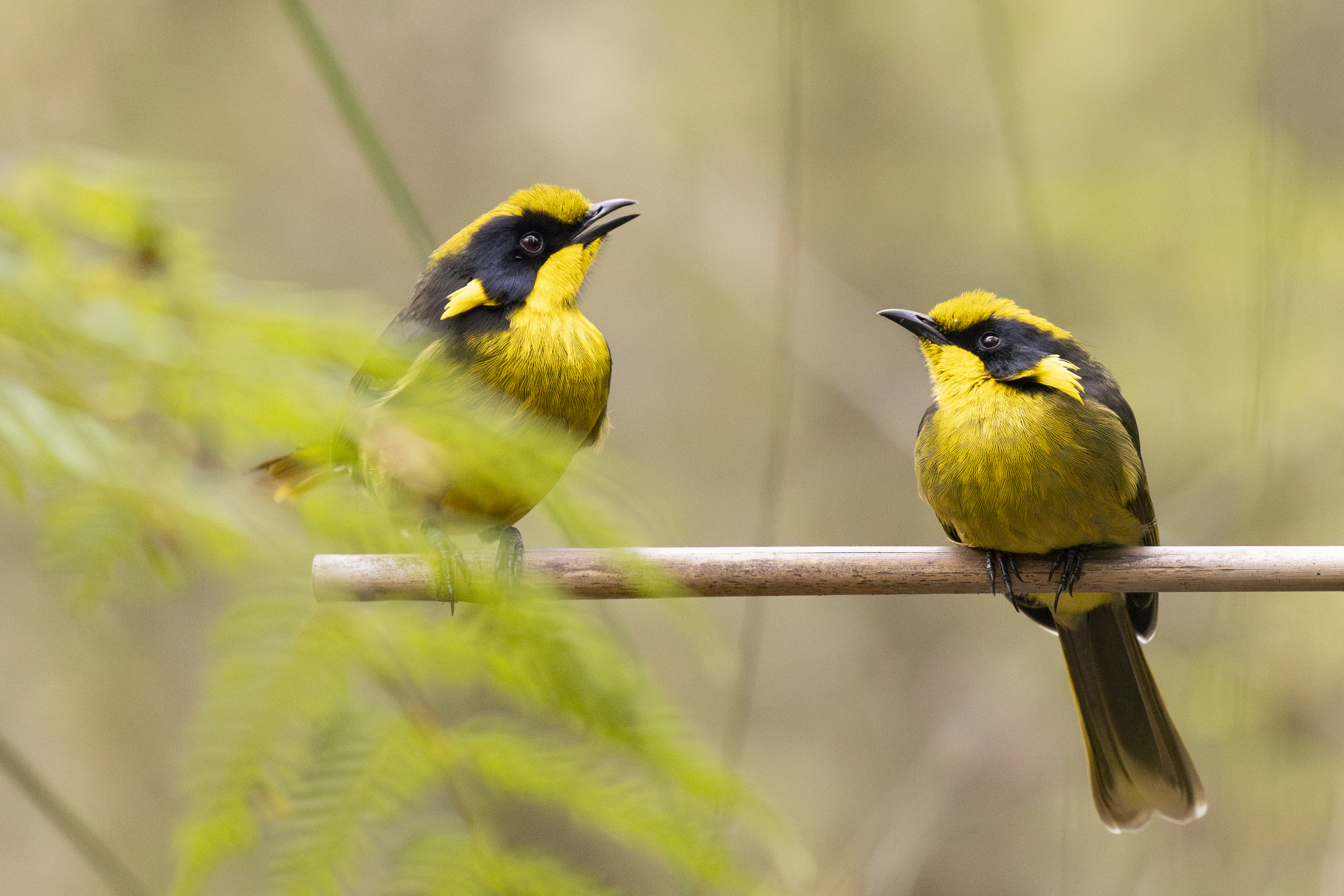 Two Helmeted Honeyeaters perched on a thin branch, with the bird on the left sitting up slightly higher with beak open, both are facing each other.