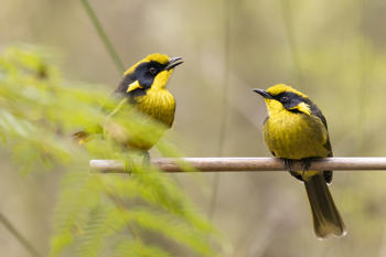 Two Helmeted Honeyeaters perched on a thin branch, with the bird on the left sitting up slightly higher with beak open, both are facing each other.