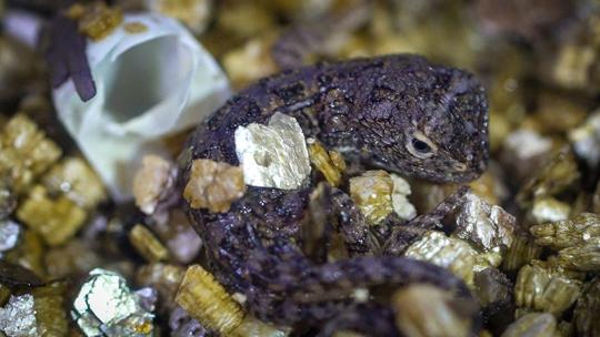 A tiny Grassland Earless Dragon hatching from an egg at Melbourne Zoo's Reptile House