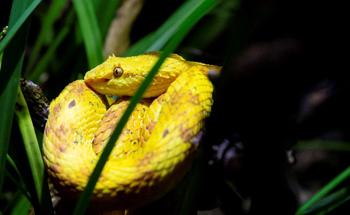 Close up of a yellow Eyelash viper