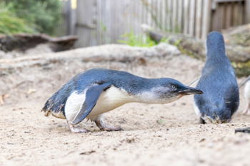 Two Little Penguins, one crouched and looking right, one standing and facing away from the camera and a third off frame to the right.