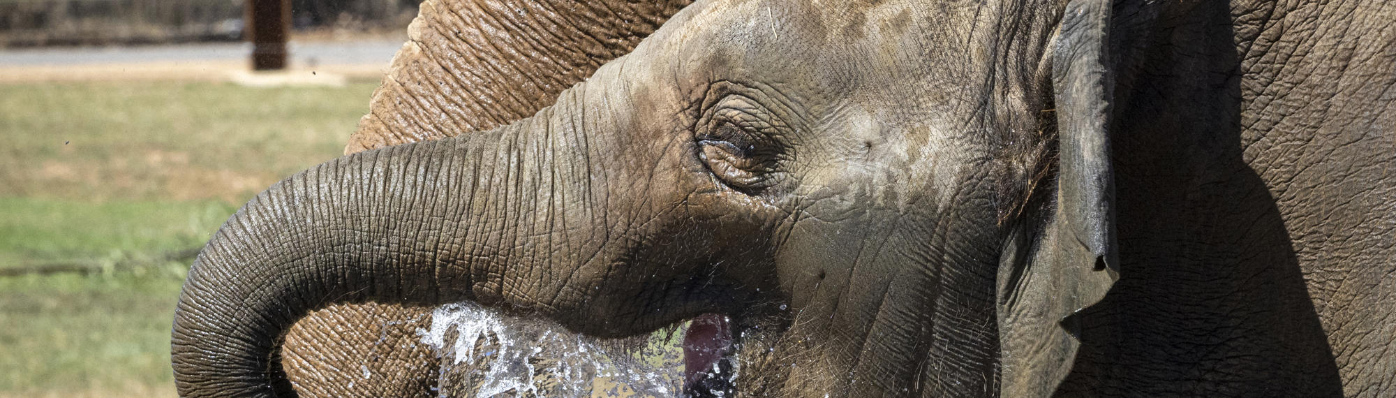 Family of two Elephants at the New Trail of the Elephants, drinking water.