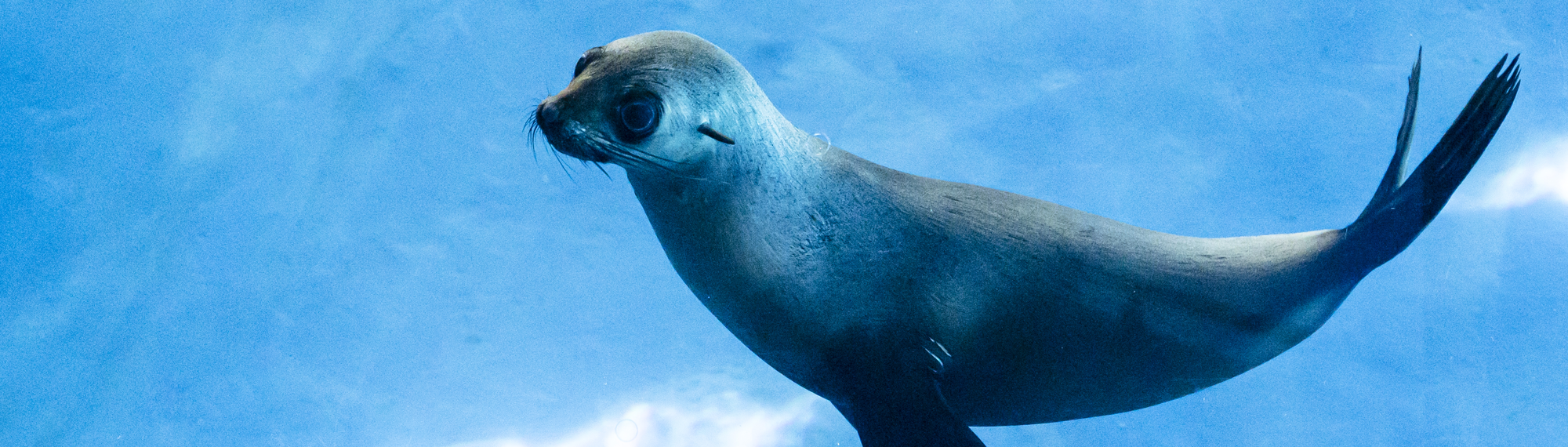 Bella, the Fur Seal, swimming left and upward in her blue-surfaced pool.