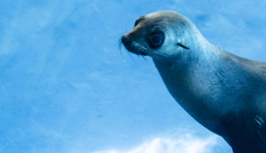 Bella, the Fur Seal, swimming left and upward in her blue-surfaced pool.