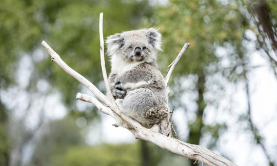 Koala sitting in the fork of a tree, looking at camera.