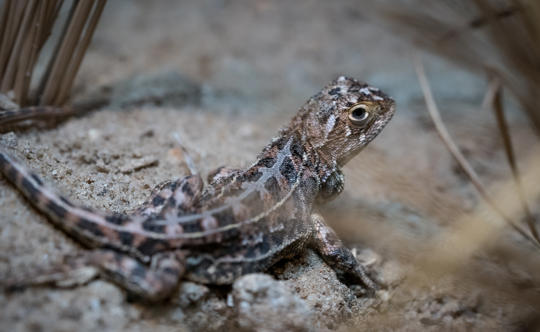 One Victorian Grassland Earless Dragon