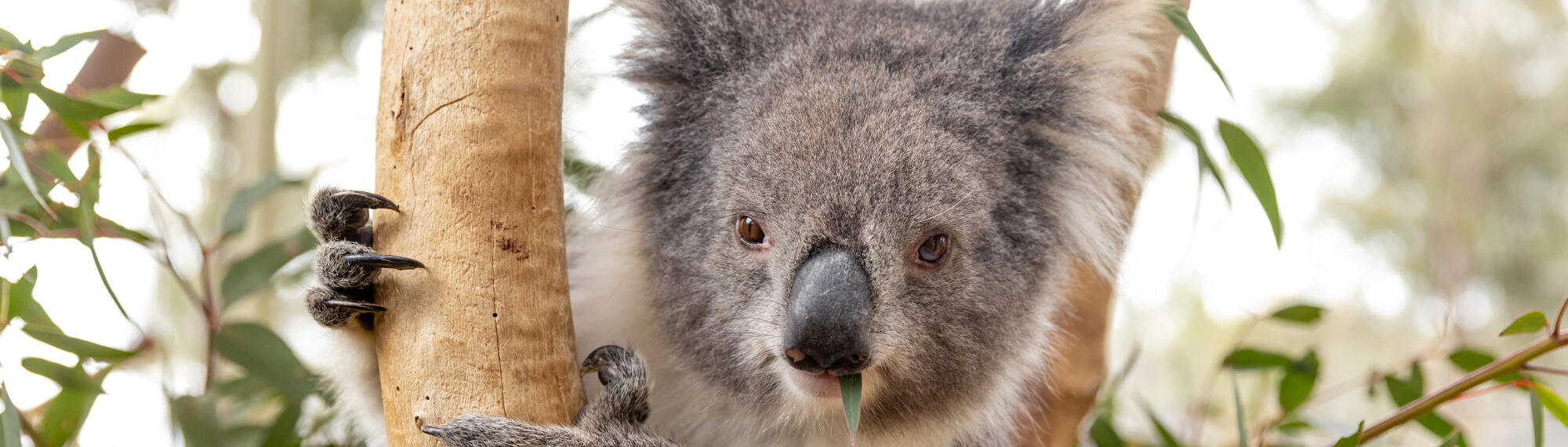 A koala with its claws around a tree branch with a eucalyptus leaf in its mouth