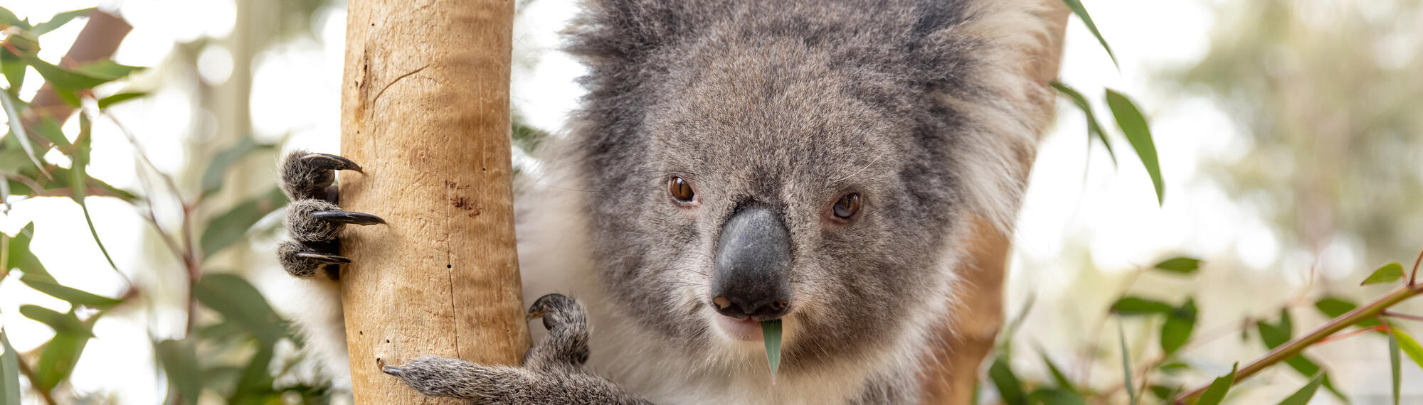 A Koala with their claws around a tree branch, with a eucalyptus leaf in their mouth.