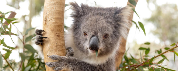 A Koala with their claws around a tree branch, with a eucalyptus leaf in their mouth.