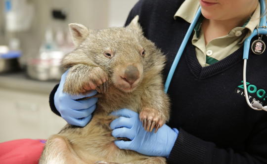 Wild Wombat, 'Crumpet,' being treated by Vet Claire Madden and Vet Nurse Ellen Richmond alongside vet students at the Australian Wildlife Health Centre, having Crumpet's teeth checked using an endoscope.