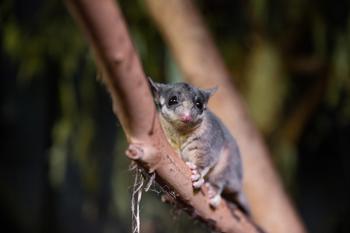 A Mountain Pygmy-Possum in a tree, looking left towards the camera.