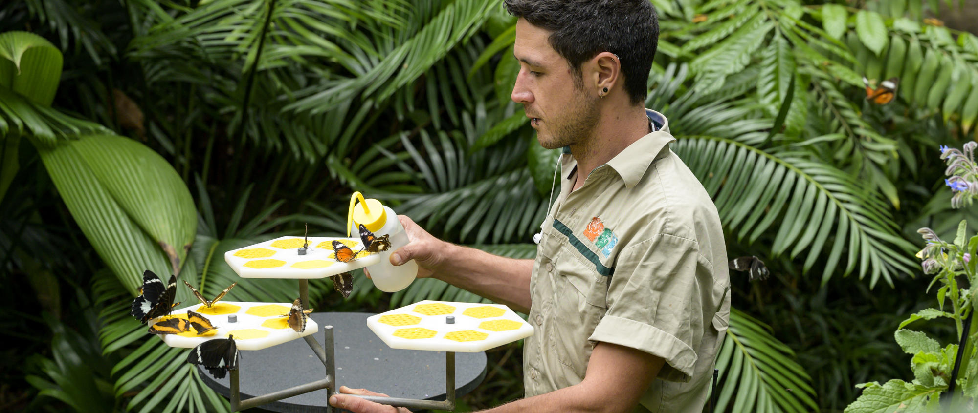 A zoo keeper working in the butterfly house
