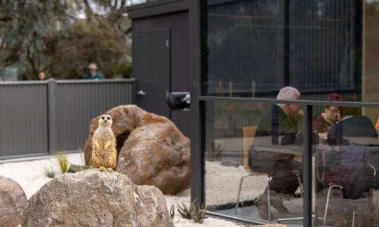 A group of visitors enjoying their meal at Kyabram Fauna Park cafe. Next to them is a meerkat outside looking at the camera