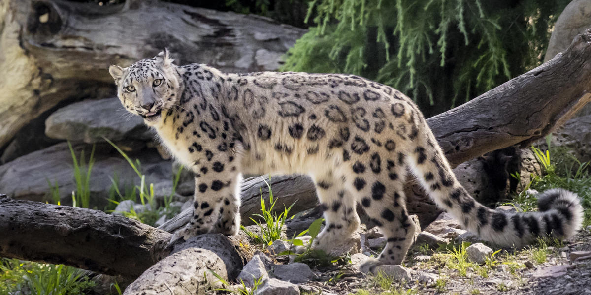 A Snow Leopard is standing on grey rocks looking directly at camera. 