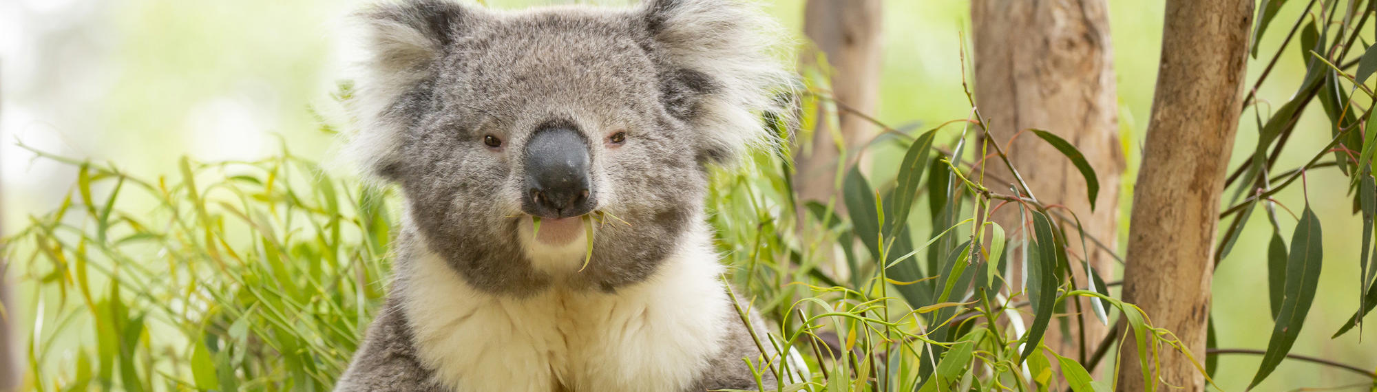 Koala sitting in a tree enjoying eucalyptus leaves looking at camera