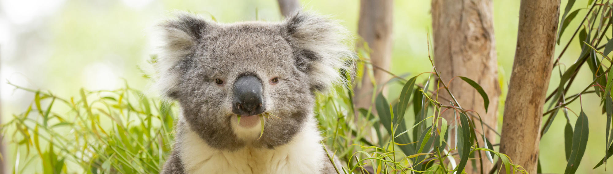 Koala sitting in a tree enjoying eucalyptus leaves, looking at the camera.