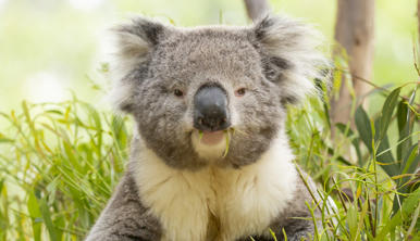Close-up of Koala sitting in a tree, enjoying eucalyptus leaves and looking at the camera.