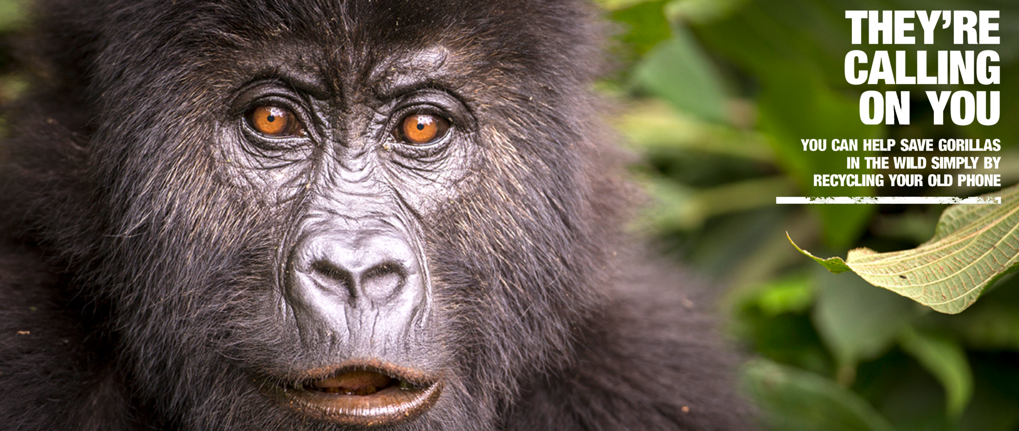 "They're Calling On You, you can help save Gorillas in the wild simply by recycling your old phone"; the Gorilla is facing the camera, with the slogan text to the right.