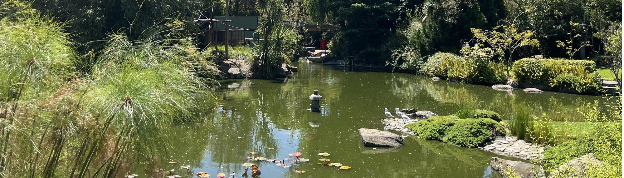 View of Melbourne Zoo's Koi Pond and Japanese Gardens.