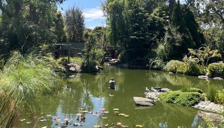 View of Melbourne Zoo's Koi Pond and Japanese Gardens.